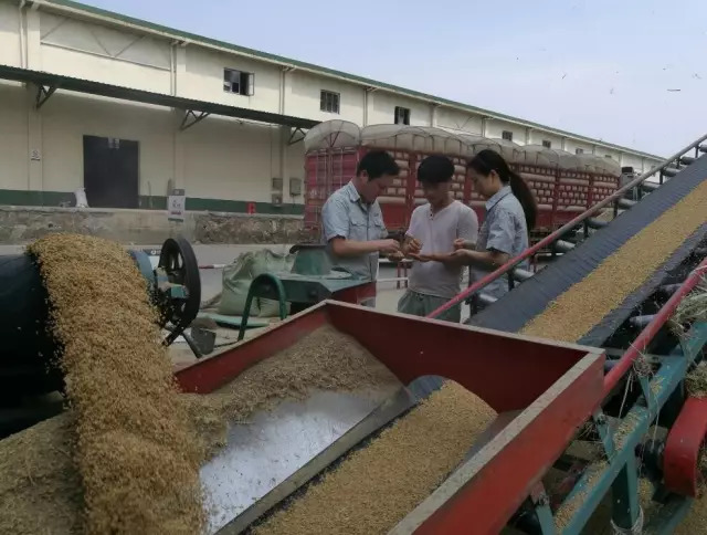 激活市場活力，促進優質優價 糧食收儲市場化改革的戰略意義與實踐路徑